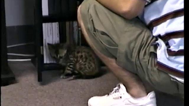 волосатый полли долго дрочит и заливает спермой