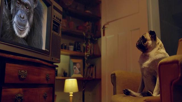 Blake Blossom Vs Hungrylla