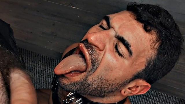 Hairy gay in leather harness barebacked in closeup video