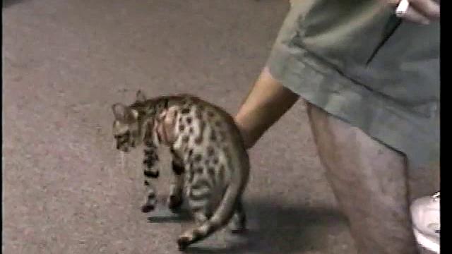 Sucking Straight Boy Paulie