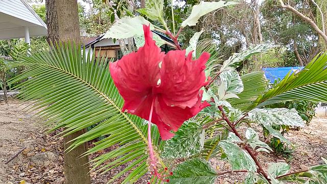 азиатка в розовом бикини кайфует от жёсткого анала на природе