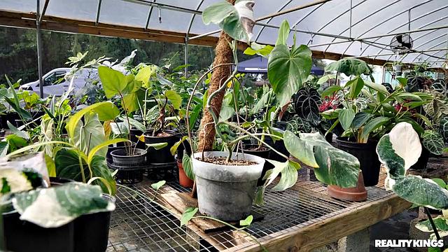 Getting Banged In The Greenhouse Again