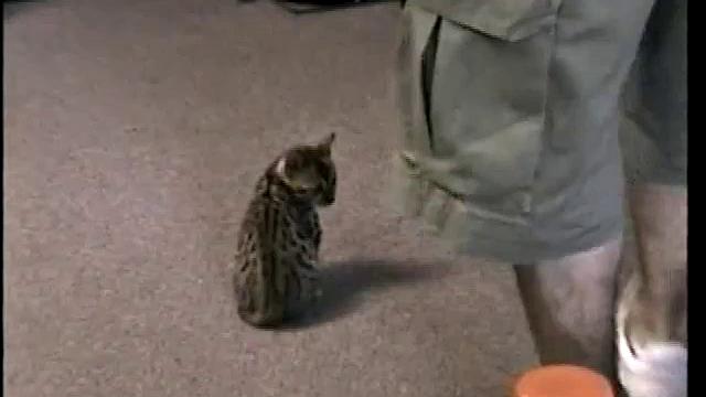 Sucking Straight Boy Paulie