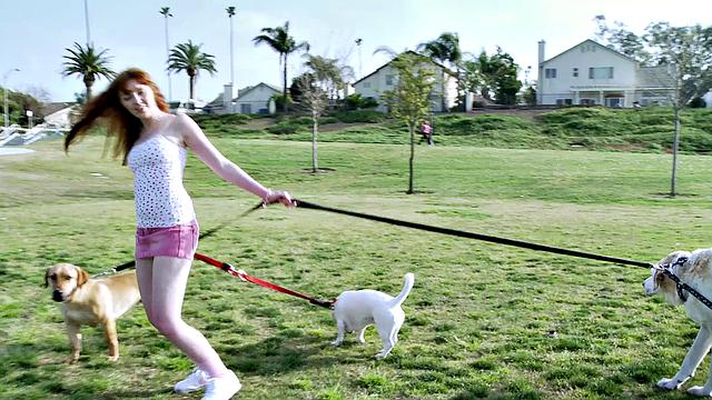 Adventures In Dogsitting