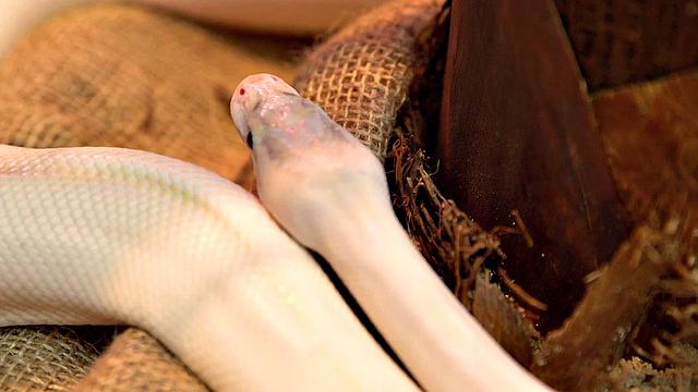 Wolf Wagners Dirty Jungle Party: The Seductive Snake Queen