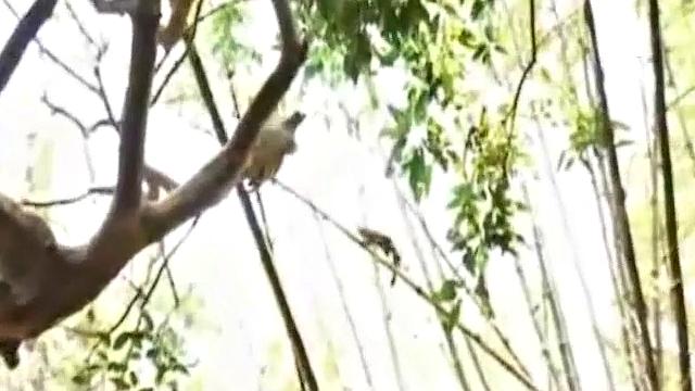 Antonio Pinto and Marco Santos service Gomez Aguilar's monster cock, followed by power bottom getting his face fucked by Gomez.