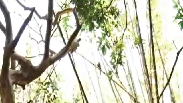 Antonio Pinto and Marco Santos service Gomez Aguilar's monster cock, followed by power bottom getting his face fucked by Gomez.