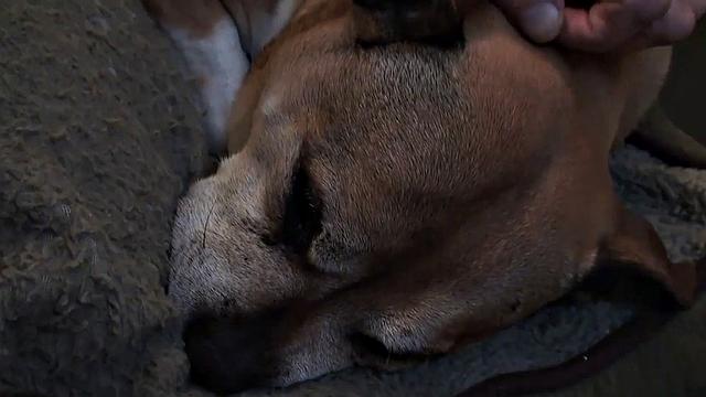 SPASCALSSUBSLUTS - Hottie Jessica Jensen swallows maledom cum