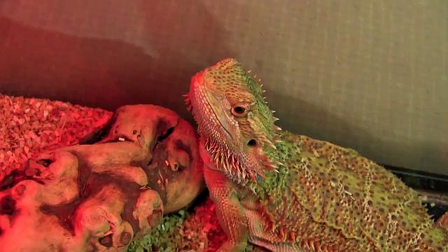 Katrina Jade Is A Very Freaky Girl With Big Tits That Craves Cock