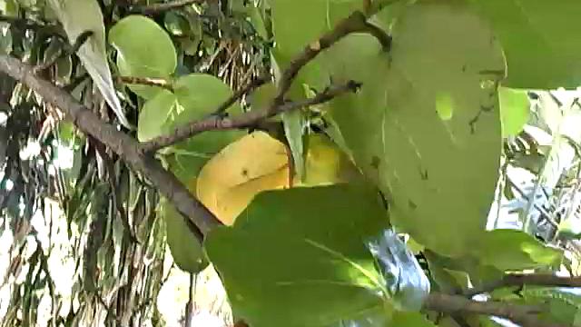 We just can't get enough of little Latin boy Mikey, and this time Garrett does his best to conquer that uncut monster of his.