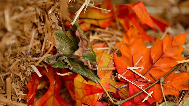 Thanksgiving Country Pie