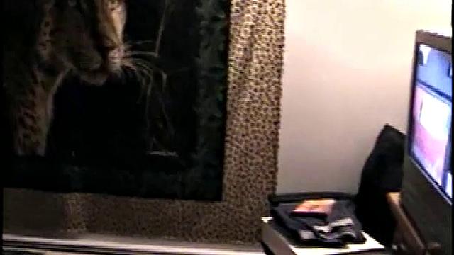 Eating Cum Off Black Cock