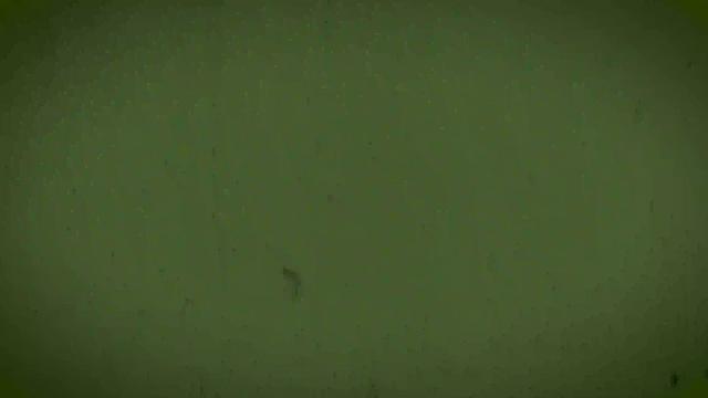 SCOUT MARCUS Chapter 2 - Wood Gathering