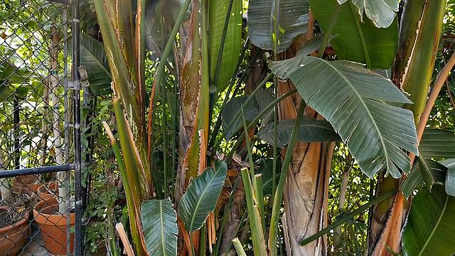 Don't Hate The Player, The Shame