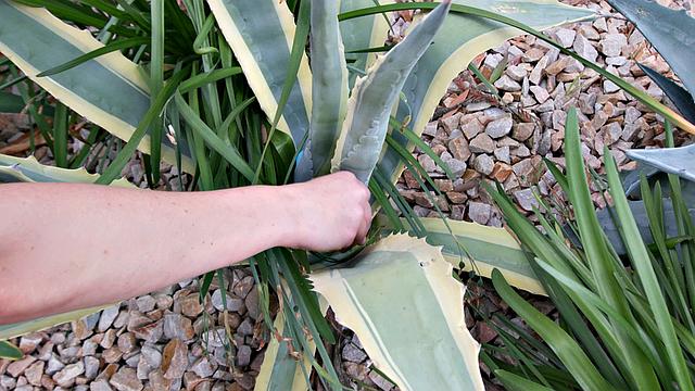 Banging The Easter Bunny