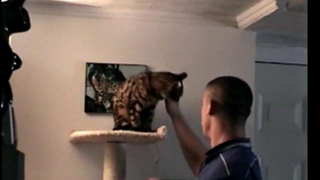 Straight Marshall Beats Off