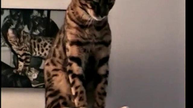 Straight Marshall Beats Off