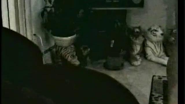 Straight Boy Buzz Bkowing Vinnie