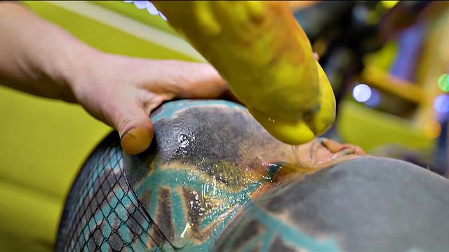 Hard Anal Play With Toys - No Pussy